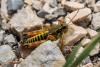 Podisma sp.